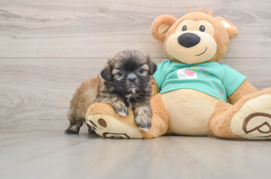 Best Shih Tzu Baby