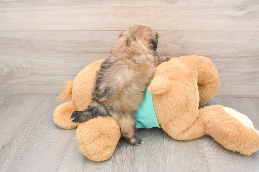 Popular Shih Tzu Baby