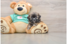 Adorable Shitzu Purebred Puppy