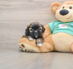 5 week old Shih Tzu Puppy For Sale - Premier Pups