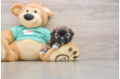 Friendly Shih Tzu Baby