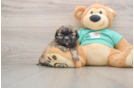 Friendly Shih Tzu Baby