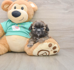 5 week old Shih Tzu Puppy For Sale - Premier Pups