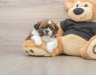 5 week old Shih Tzu Puppy For Sale - Premier Pups