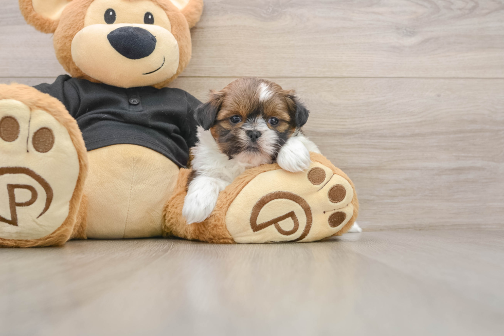 Funny Shih Tzu Purebred Pup