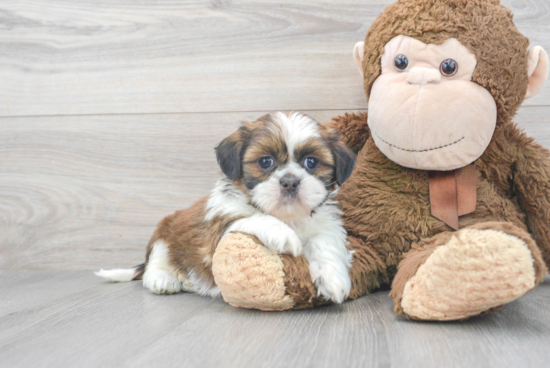 Shih Tzu Puppy for Adoption