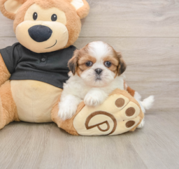 5 week old Shih Tzu Puppy For Sale - Premier Pups