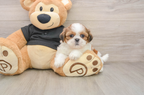 BAILEY, a Shih Tzu littermate