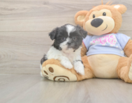 5 week old Shih Tzu Puppy For Sale - Premier Pups