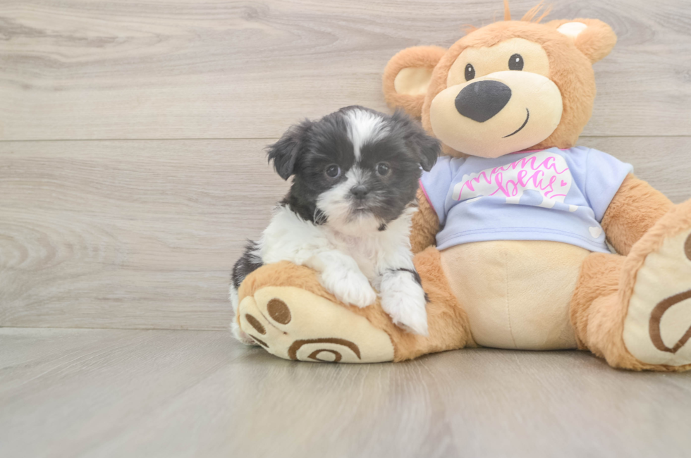 5 week old Shih Tzu Puppy For Sale - Premier Pups