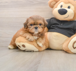 5 week old Shih Tzu Puppy For Sale - Premier Pups