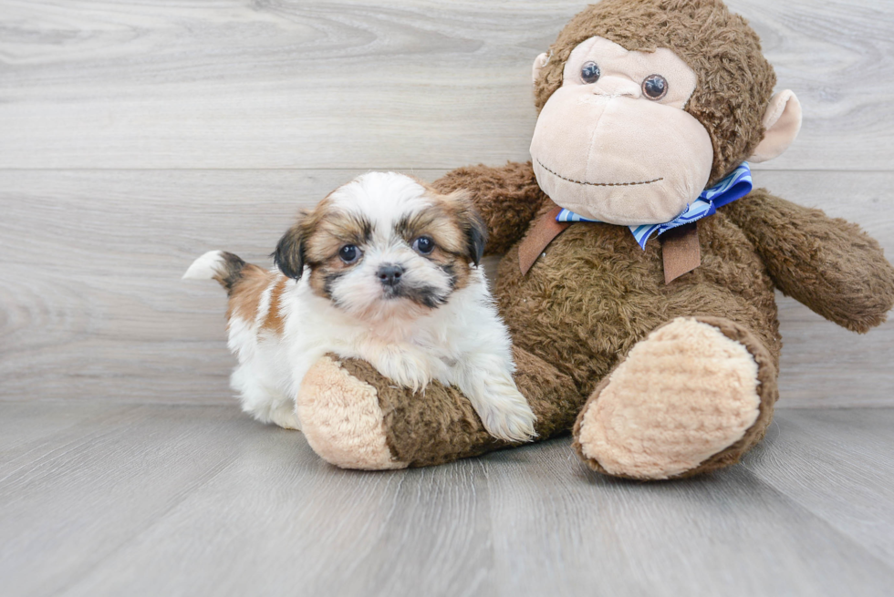 Small Shih Tzu Baby