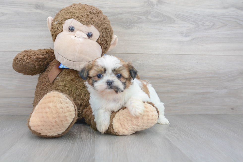 Shih Tzu Pup Being Cute