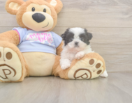 5 week old Shih Tzu Puppy For Sale - Premier Pups