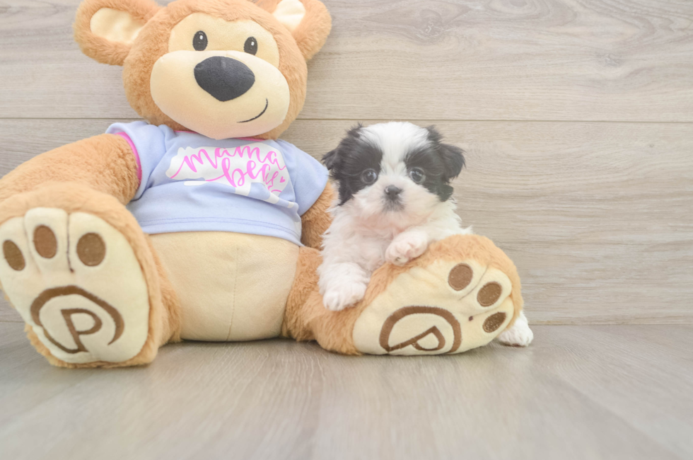 5 week old Shih Tzu Puppy For Sale - Premier Pups