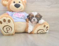 5 week old Shih Tzu Puppy For Sale - Premier Pups