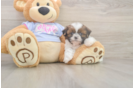 Hypoallergenic Shih Tzu Purebred Pup