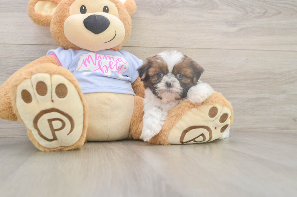 5 week old Shih Tzu Puppy For Sale - Premier Pups