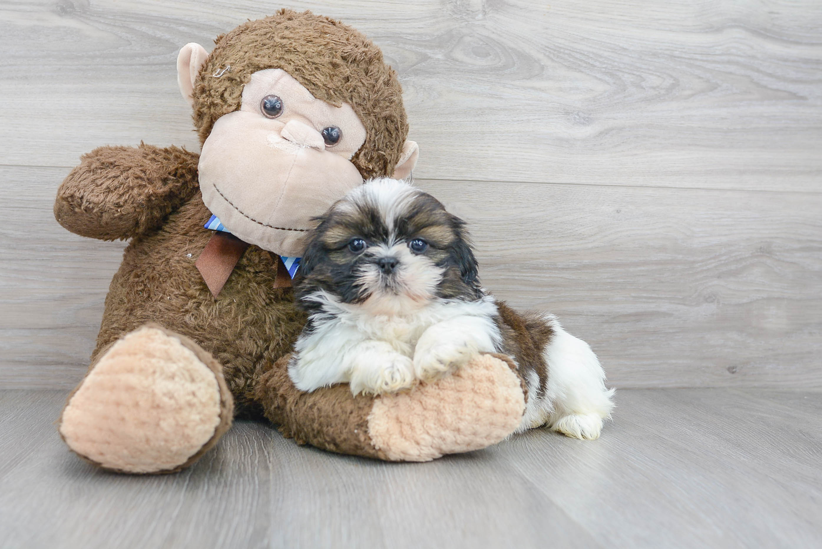 Best Shih Tzu Baby