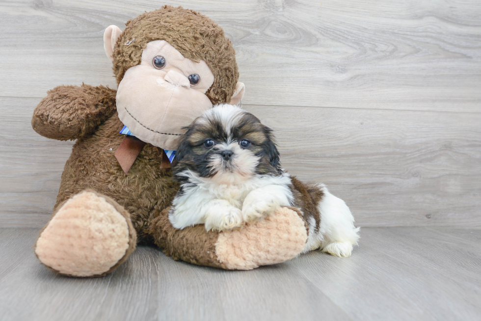 Best Shih Tzu Baby