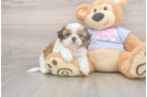 Best Shih Tzu Baby