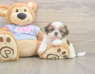5 week old Shih Tzu Puppy For Sale - Premier Pups