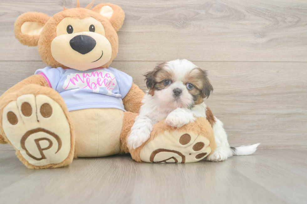 5 week old Shih Tzu Puppy For Sale - Premier Pups