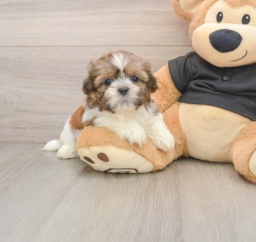 5 week old Shih Tzu Puppy For Sale - Premier Pups