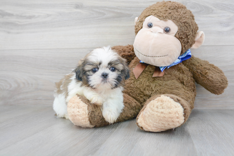 Shih Tzu Pup Being Cute