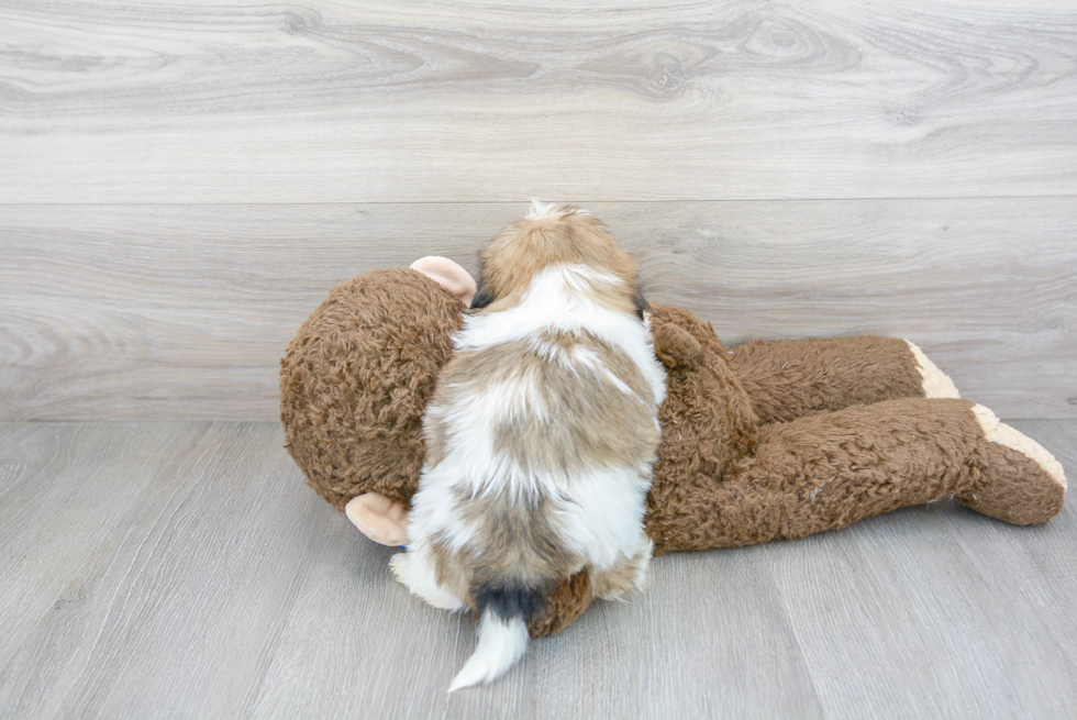 Small Shih Tzu Purebred Pup