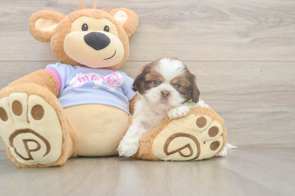 6 week old Shih Tzu Puppy For Sale - Premier Pups