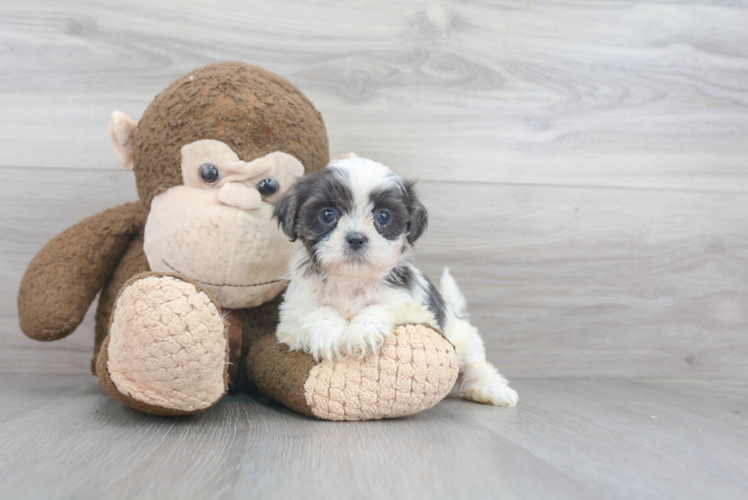 Shih Tzu Pup Being Cute