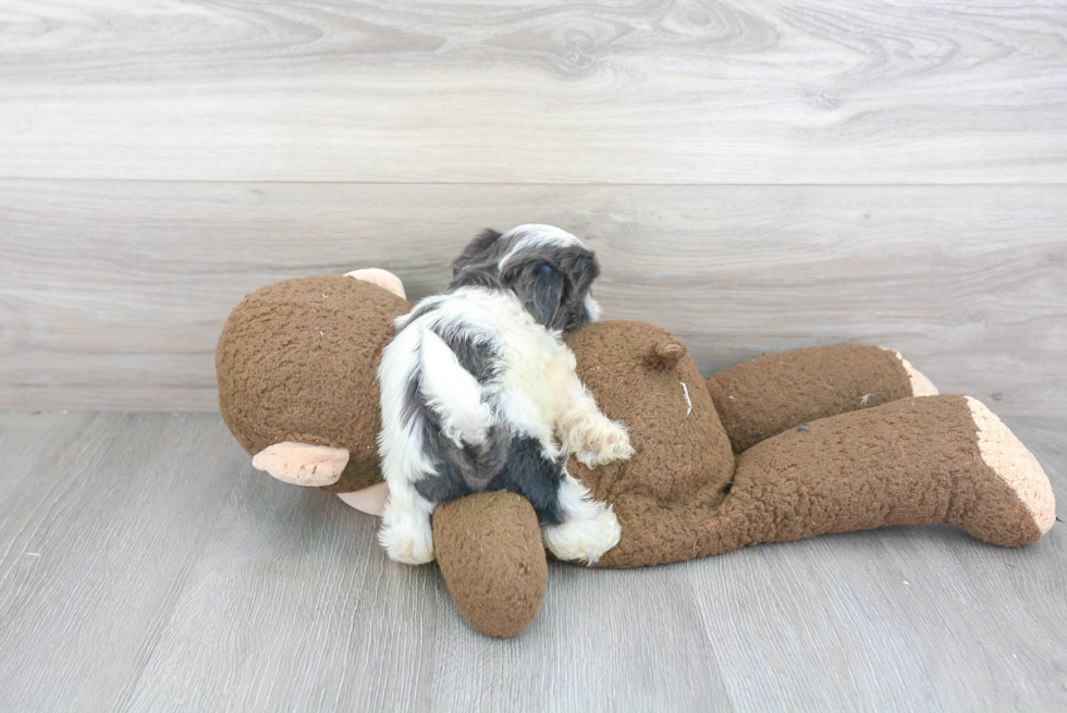 Shih Tzu Pup Being Cute