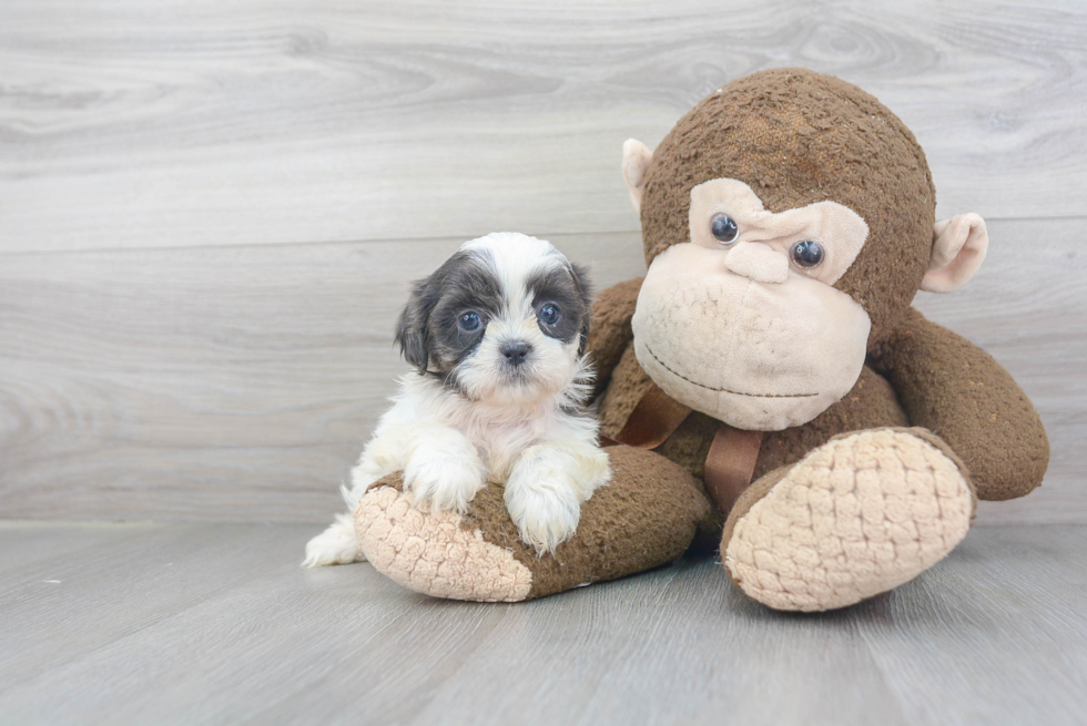 Popular Shih Tzu Purebred Pup