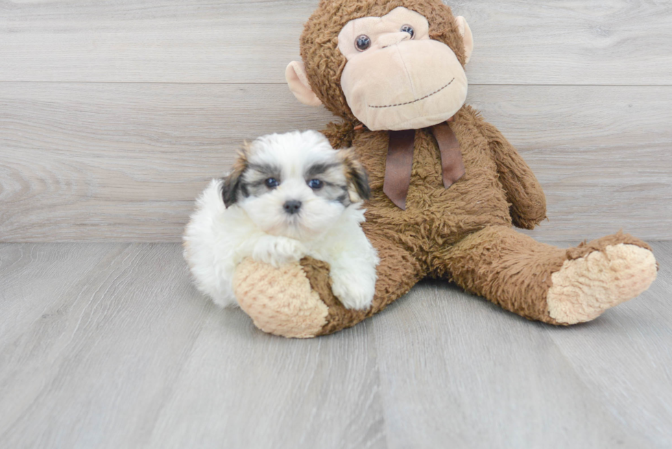 Shih Tzu Pup Being Cute