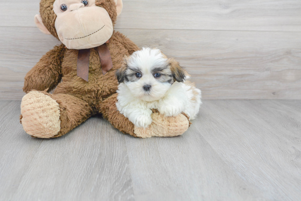 Shih Tzu Pup Being Cute