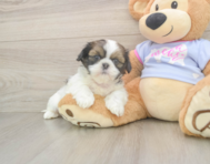 5 week old Shih Tzu Puppy For Sale - Premier Pups