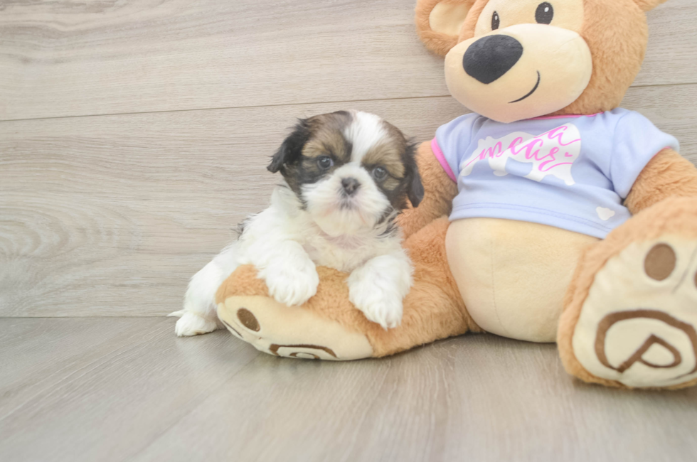 6 week old Shih Tzu Puppy For Sale - Premier Pups