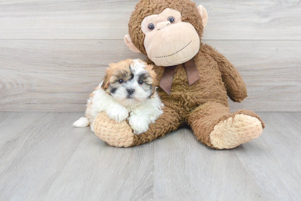 Shih Tzu Pup Being Cute