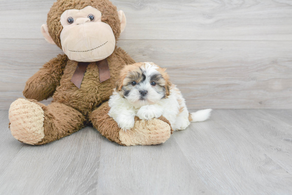 Shih Tzu Puppy for Adoption