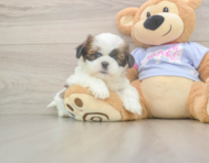 5 week old Shih Tzu Puppy For Sale - Premier Pups