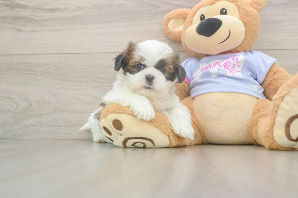 6 week old Shih Tzu Puppy For Sale - Premier Pups