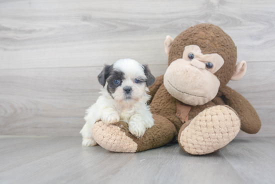 Best Shih Tzu Baby