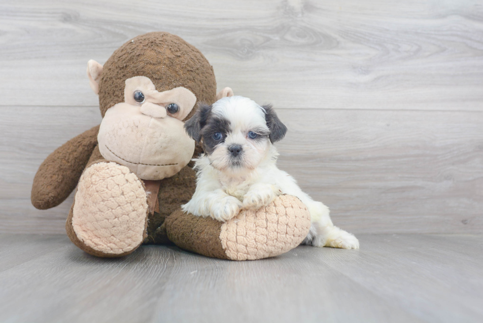 Shih Tzu Puppy for Adoption