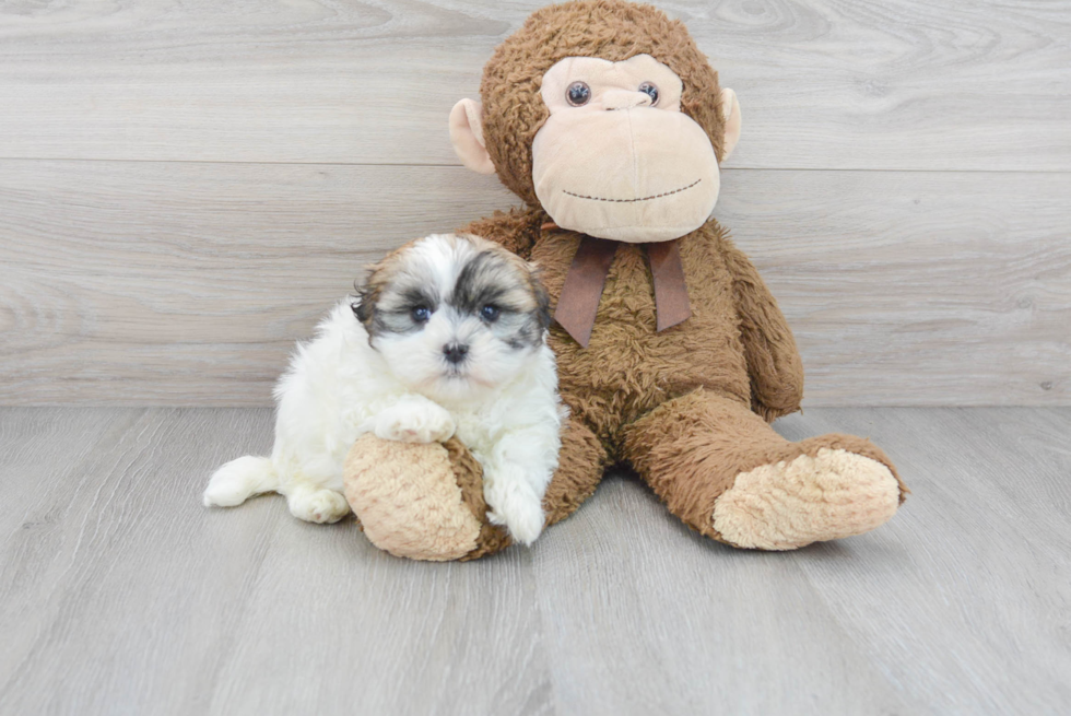 Shih Tzu Puppy for Adoption