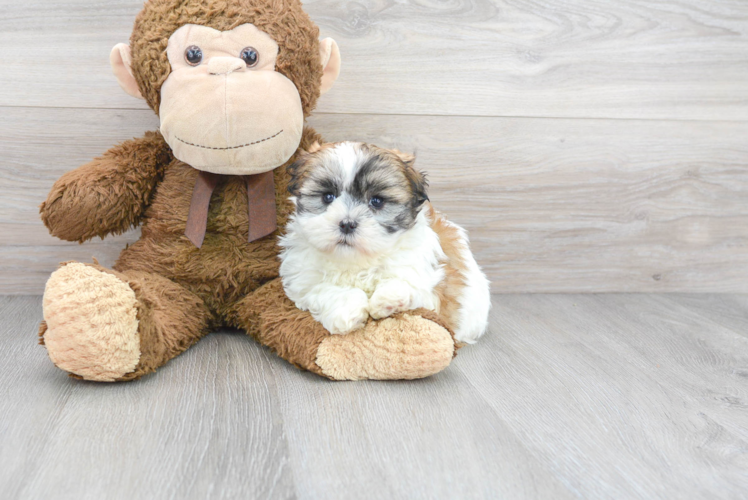 Best Shih Tzu Baby