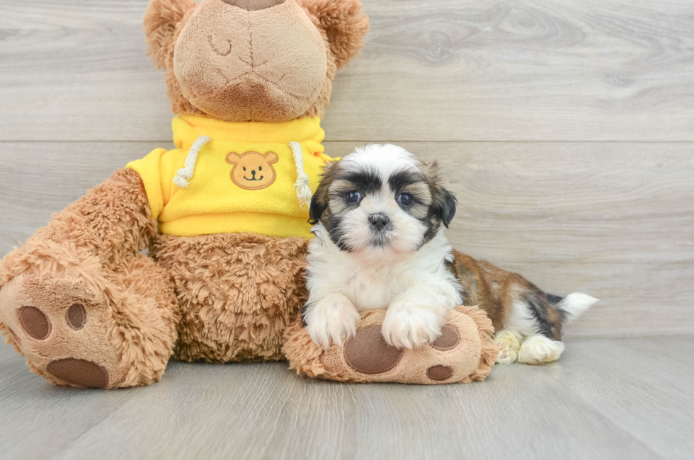 6 week old Shih Tzu Puppy For Sale - Premier Pups