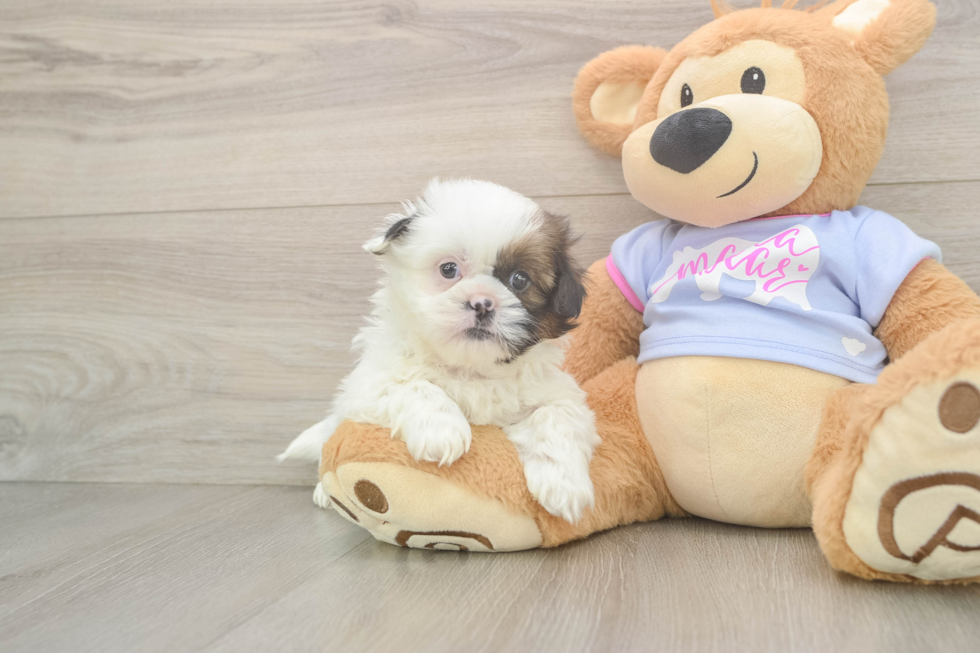 Akc Registered Shih Tzu Baby