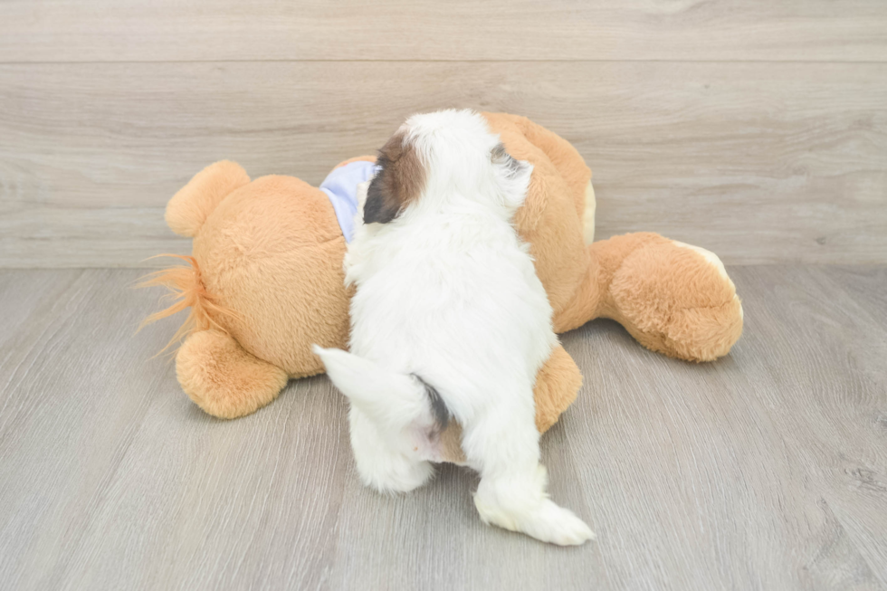 Funny Shih Tzu Baby