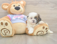5 week old Shih Tzu Puppy For Sale - Premier Pups
